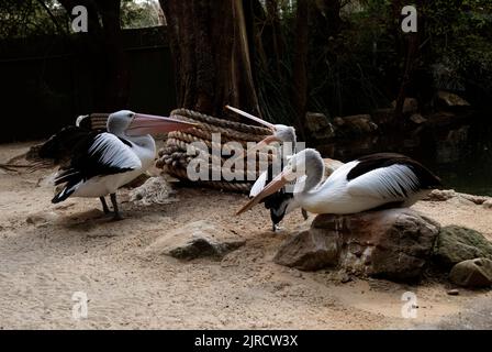 Trois pélicans australiens (Pelecanus oscillatus) à Sydney, Nouvelle-Galles du Sud, Australie (photo de Tara Chand Malhotra) Banque D'Images