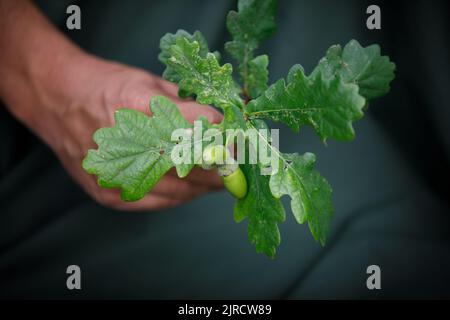 Glands et feuilles de chêne tenus dans une main avec un fond vert Banque D'Images