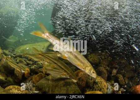 Sacramento pikeminnow (Ptychocheilus grandis), un poisson d'eau douce d'une rivière dans les montagnes de la Sierra Nevada en Californie, États-Unis. Banque D'Images
