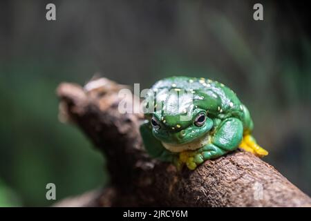 Petite grenouille d'arbre verte assise sur une branche d'arbre. Banque D'Images