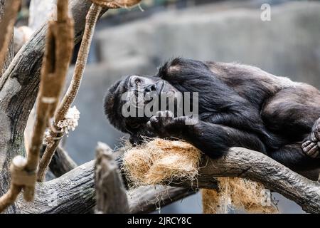 Gorilla se reposant sur un arbre au zoo tout en regardant le ciel. Banque D'Images