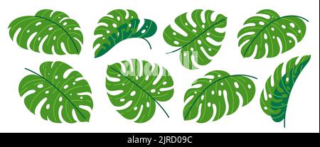Ensemble d'icônes plates de Monstera deliciosa. Plante exotique tropicale verte. Plage d'été forêt de jungle hawaïenne feuillage. Élément de dessin animé à motif branche fleurie. Différentes formes de feuilles isolées sur blanc Illustration de Vecteur