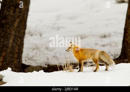 Renard rouge (Vulpes vulpes) dans la neige
