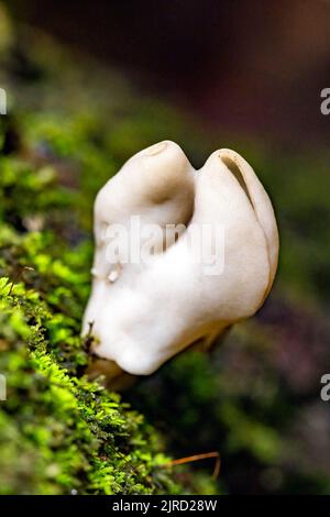 Champignons de selle blancs ou selle d'ailerons (Helvella sp.) - DuPont State Recreational Forest - Cedar Mountain, près de Brevard, Caroline du Nord, Etats-Unis Banque D'Images