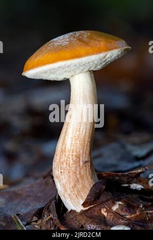 Espèces de champignons boletes - DuPont State Recreational Forest - Cedar Mountain, près de Brevard, Caroline du Nord, Etats-Unis Banque D'Images