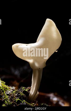 Champignons de selle blancs ou selle d'ailerons (Helvella sp.) - DuPont State Recreational Forest - Cedar Mountain, près de Brevard, Caroline du Nord, Etats-Unis Banque D'Images