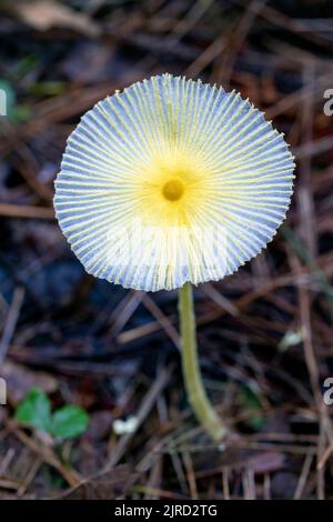 Champignons fragiles (leucocoprinus fragilissimus) - Brevard, Caroline du Nord, États-Unis Banque D'Images