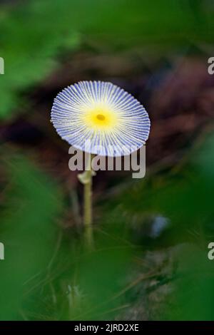 Champignons fragiles (leucocoprinus fragilissimus) - Brevard, Caroline du Nord, États-Unis Banque D'Images