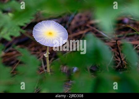 Champignons fragiles (leucocoprinus fragilissimus) - Brevard, Caroline du Nord, États-Unis Banque D'Images