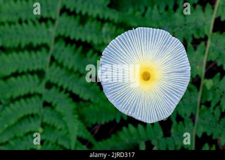 Champignons fragiles (leucocoprinus fragilissimus) - Brevard, Caroline du Nord, États-Unis Banque D'Images