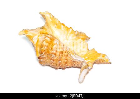 Image de lambis truncata sowerbyi mer Shell sur fond blanc. Coquillages. Animaux sous-marins. Banque D'Images