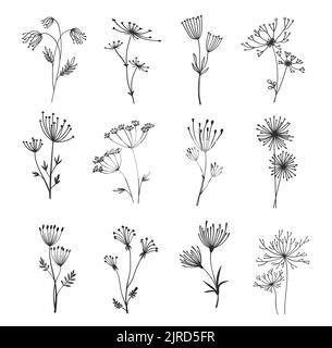 Décrivez les brindilles et les branches florales, les fleurs des ombrelles. Herbes de champ ou de jardin, graines d'herbe, tiges et ratons laveurs ligne vectorielle décorations florales ou monochromes de plantes Illustration de Vecteur