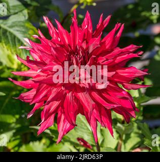 'Taum Sauk' semi-cactus dahlia, semi Kaktus dahlia (Dahlia x hortensis) Banque D'Images