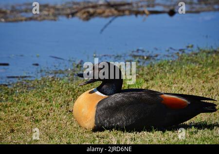 Shelduck australien mâle (Tadorna tadornoides) avec la bouche ouverte Banque D'Images