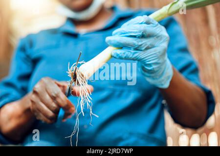 Agriculteur, agriculture et les mains dans les affaires de récolte et de couper les racines d'un légume d'oignon de printemps. Ouvrier agricole tenant des récoltes fraîches, nettoyage et Banque D'Images