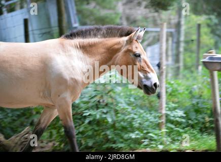 Le cheval de Przewalski dans le Parque Faunístico Lacuniacha situé à Piedrafita de Jaca dans les Valles de Tena, Huesca, Aragón, Espagne Banque D'Images