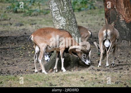 Mouflon commun dans le parc Faunistic de Lacuniacha situé à Piedrafita de Jaca dans les vallées de Tena, Huesca, Aragon, Espagne Banque D'Images