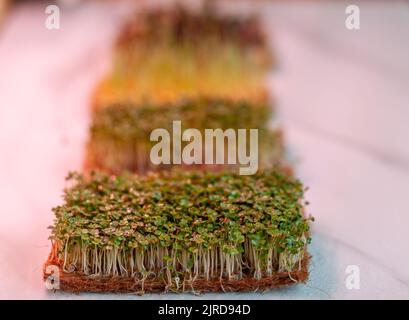 Gros plan de micro-légumes de moutarde, d'arugula et d'autres plantes à la maison.Des pousses de moutarde et d'arugula en pleine croissance à la maison.Le concept de vegan Banque D'Images