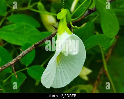 Belle photo de la plante de fleurs d'Aparajita plante de médecine ayurvédique de vigne Banque D'Images