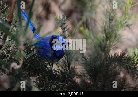 Magnifique fairywren (Malarus splendens), mâle dans le plumage eclipse Banque D'Images