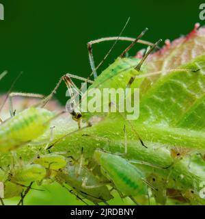 Puceron sur le Bud. De fleur. Mouche verte ou puceron vert parasite de jardin insecte parasite sur fond vert Banque D'Images