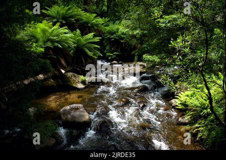 La rivière Taggerty est une rivière alpine typique de Victoria, en Australie, qui coule à 18 km du lac Mountain, jusqu'à ce qu'elle rejoint la rivière Steavenson. Banque D'Images