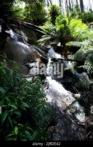 Les chutes Phantom se trouvent sur Phantom Creek, qui se jette dans la rivière Taggerty voisine. Les chutes sont cachées dans des fougères d'arbre luxuriantes - d'où le nom. Banque D'Images