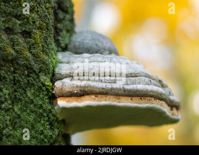 Champignon de la chaga (Inonotus obliquus) sur le tronc d'un arbre sur fond de feuillage jaune d'automne. Gros plan. Arrière-plan bokeh Banque D'Images