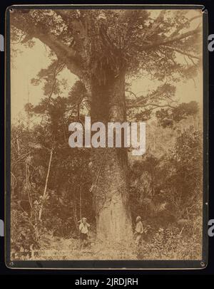 Le géant Kauri, Taupaki Bush, 1880s ans, Dunedin, par Burton Brothers. Banque D'Images