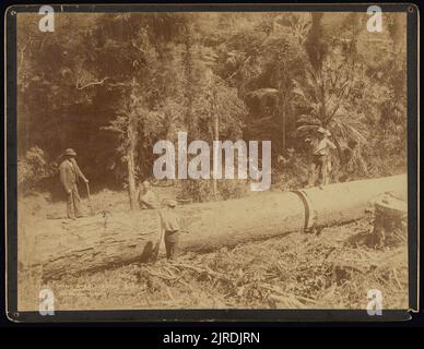 Le géant Kauri, Taupaki Bush, 1880s ans, Dunedin, par Burton Brothers. Banque D'Images