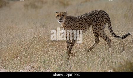 Guépard ( Acinonyx jubatus ) Parc transfrontalier de Kgalagadi, Afrca du Sud Banque D'Images