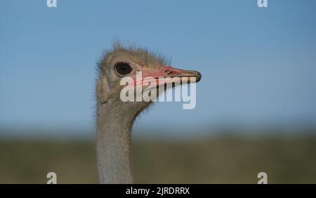 Autruche commune ( Struthio camelus ) Parc transfrontalier de Kgalagadi, Afrique du Sud Banque D'Images
