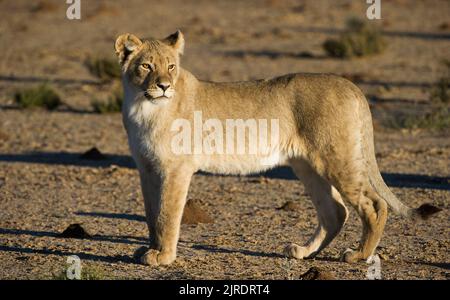 Lion ( Panthera leo ) Parc transfrontalier de Kgalagadi, Afrique du Sud Banque D'Images