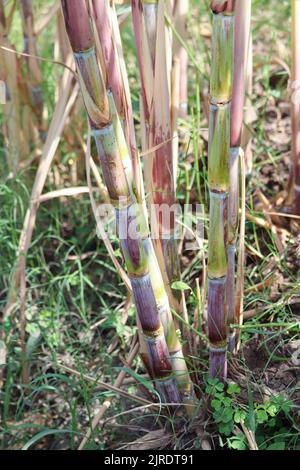 Plants de canne à sucre dans les fermes de la rive ouest du Nil à Louxor, en Égypte Banque D'Images