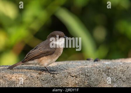 Marécage Flycatcher - Muscicapa aquatica, beau petit oiseau brun perching des terres boisées et des collines africaines, forêt de Kibale, Ouganda. Banque D'Images