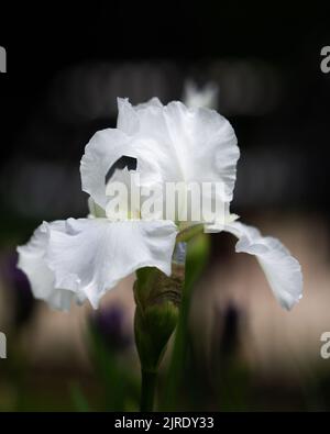 Gros plan vertical d'une fleur d'iris blanc humide en fleurs Banque D'Images