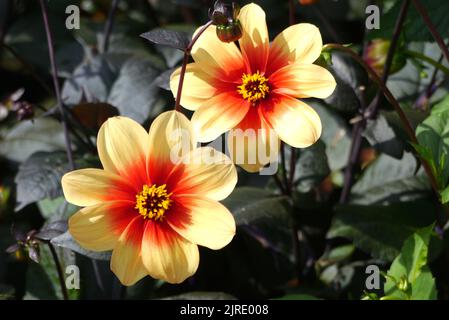 Deux fleurs de Dahlia naine rouge et jaune cultivées à RHS Garden Harlow Carr, Harrogate, Yorkshire, Royaume-Uni. Banque D'Images