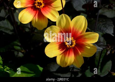 Deux fleurs de Dahlia naine rouge et jaune cultivées à RHS Garden Harlow Carr, Harrogate, Yorkshire, Royaume-Uni. Banque D'Images