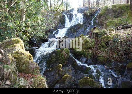 Les chutes d'eau de Tom Gill sur la sortie du lac de Tarn Hows jusqu'à Glen Mary dans la vallée de Yewdale, parc national de Lake District, Cumbria, Angleterre, Royaume-Uni. Banque D'Images