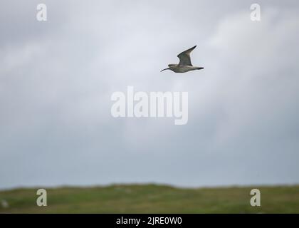 Whimrel (Numenius phaeopus, en vol, Fetlar, Shetland. Banque D'Images