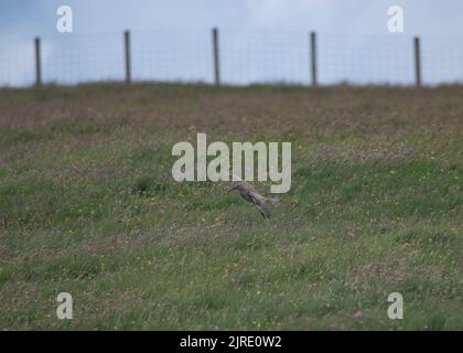 Le bourin (Numenius phaeopus, débarquant dans le gazon, Fetlar, Shetland. Banque D'Images