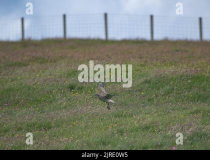 Le bourin (Numenius phaeopus, débarquant dans le gazon, Fetlar, Shetland. Banque D'Images