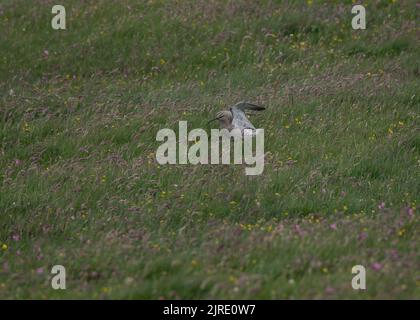 Le bourin (Numenius phaeopus, débarquant dans le gazon, Fetlar, Shetland. Banque D'Images