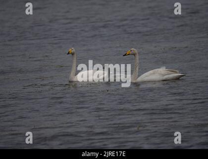 Whooper cygne (Cygnus cygnus), adulte avec cygnet, Vidlin, East Mainland, Shetland. Banque D'Images