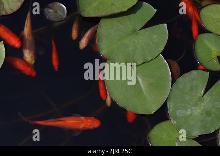 Les poissons rouges nagent parmi les feuilles de l'étang. Banque D'Images