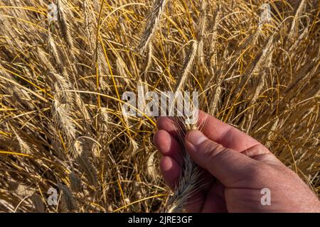 Une main d'agriculteur analysant la qualité des épis de blé avant la récolte. Épis de blé mûrissant en arrière-plan Banque D'Images