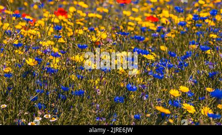 Collection de fleurs sauvages, Armscoft Park, Gloucester Banque D'Images