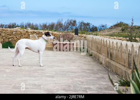 Un chien de race en terrier de renard et en mélange de pointeur, avec des yeux noisettes marchant sur une chaussée de pierre dans la campagne maltaise lors d'une journée de printemps trouble. Banque D'Images