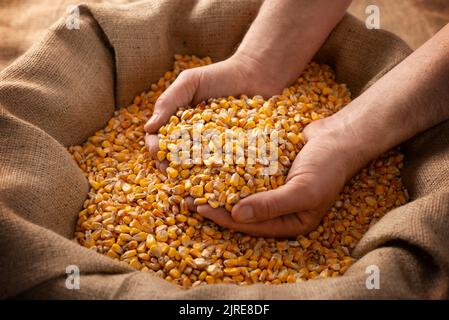 Homme caucasien montrant des cornes de maïs dans les mains de plus de sac de burlap Banque D'Images