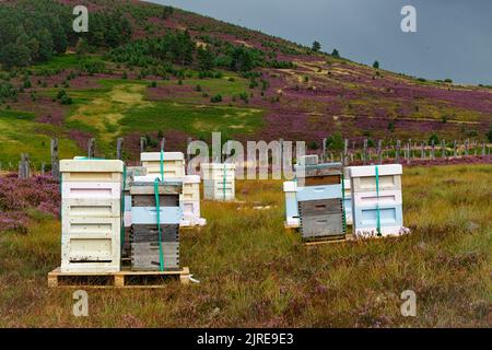 LES ABEILLES QUI VOLENT ET PÉNÈTRENT DANS LES RUCHES PLACÉES SUR HEATHER MOORS DANS LES HIGHLANDS ÉCOSSAIS À LA FIN DE L'ÉTÉ Banque D'Images